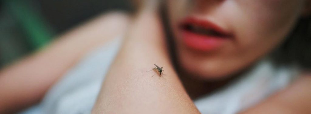 Do mosquitoes smell blood?
