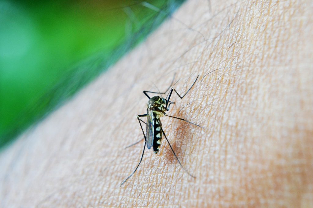 Do mosquitoes bite to feed?