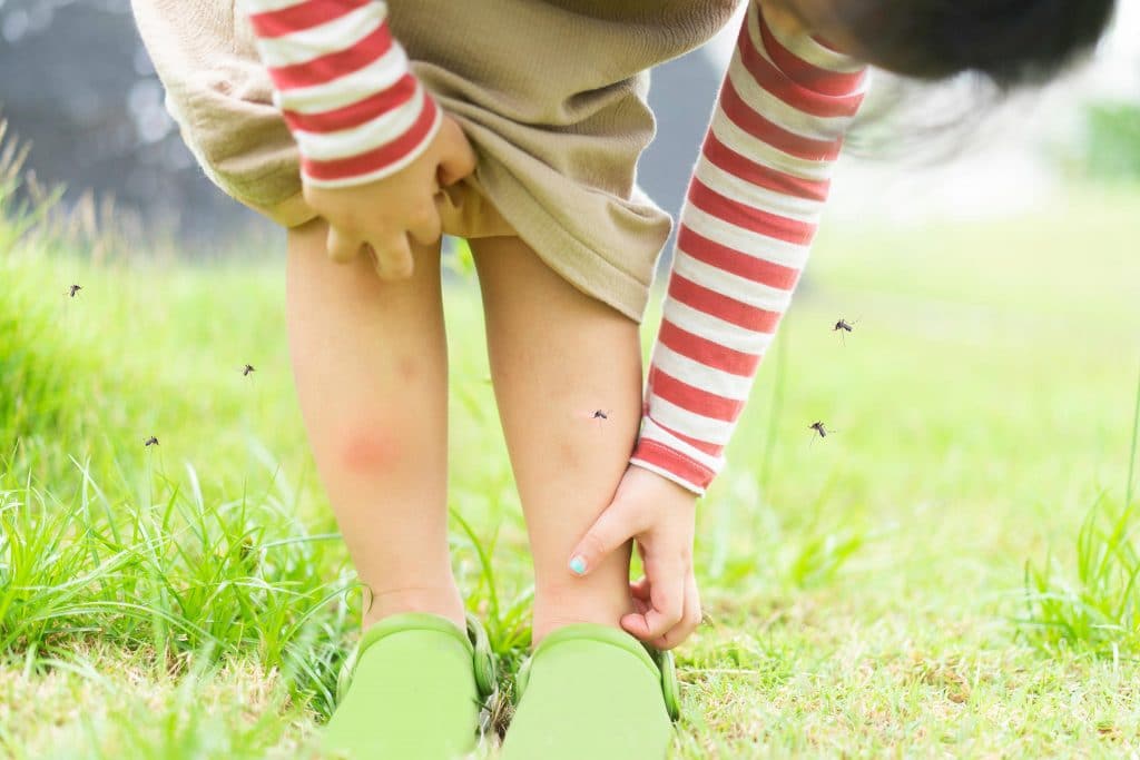 Porque somos mordidos por mosquitos no Verão e como evitá-lo?