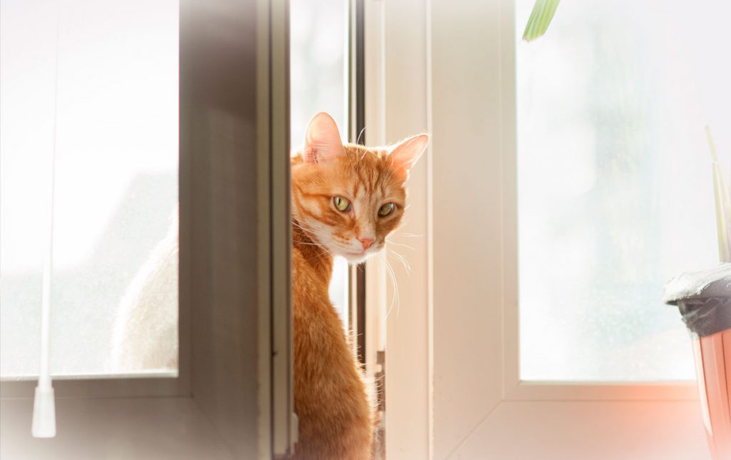 elegante Joya saldar Mosquiteras para Gatos: Proteger a tus felinos de caídas | Sistemas24h
