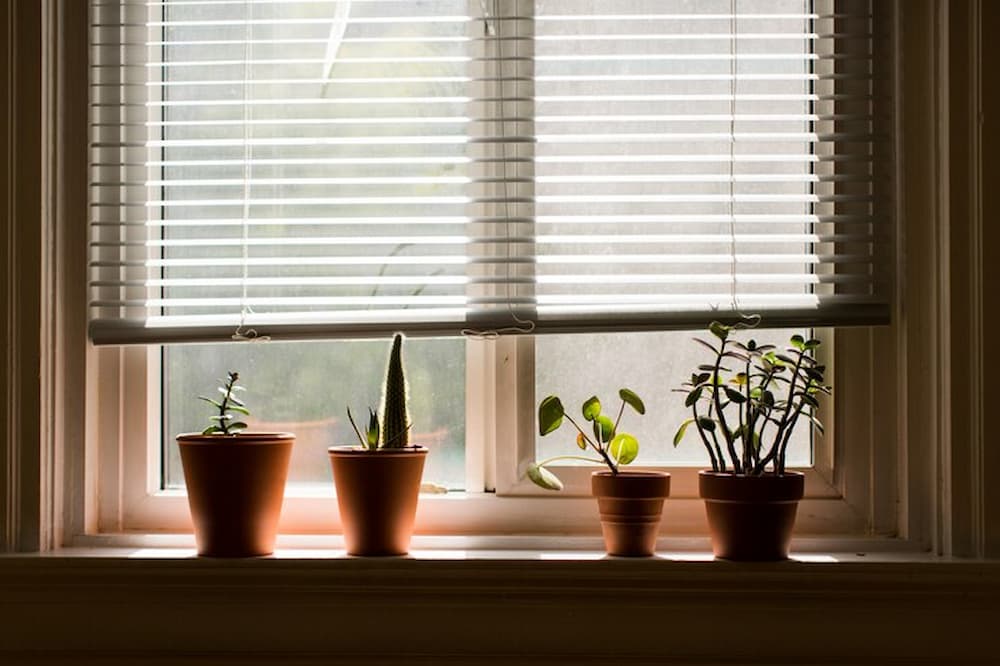 Persiana en ventana soleada junto a plantas