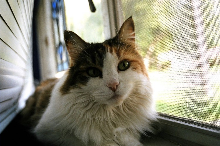 Segurança das janelas para os seus gatos