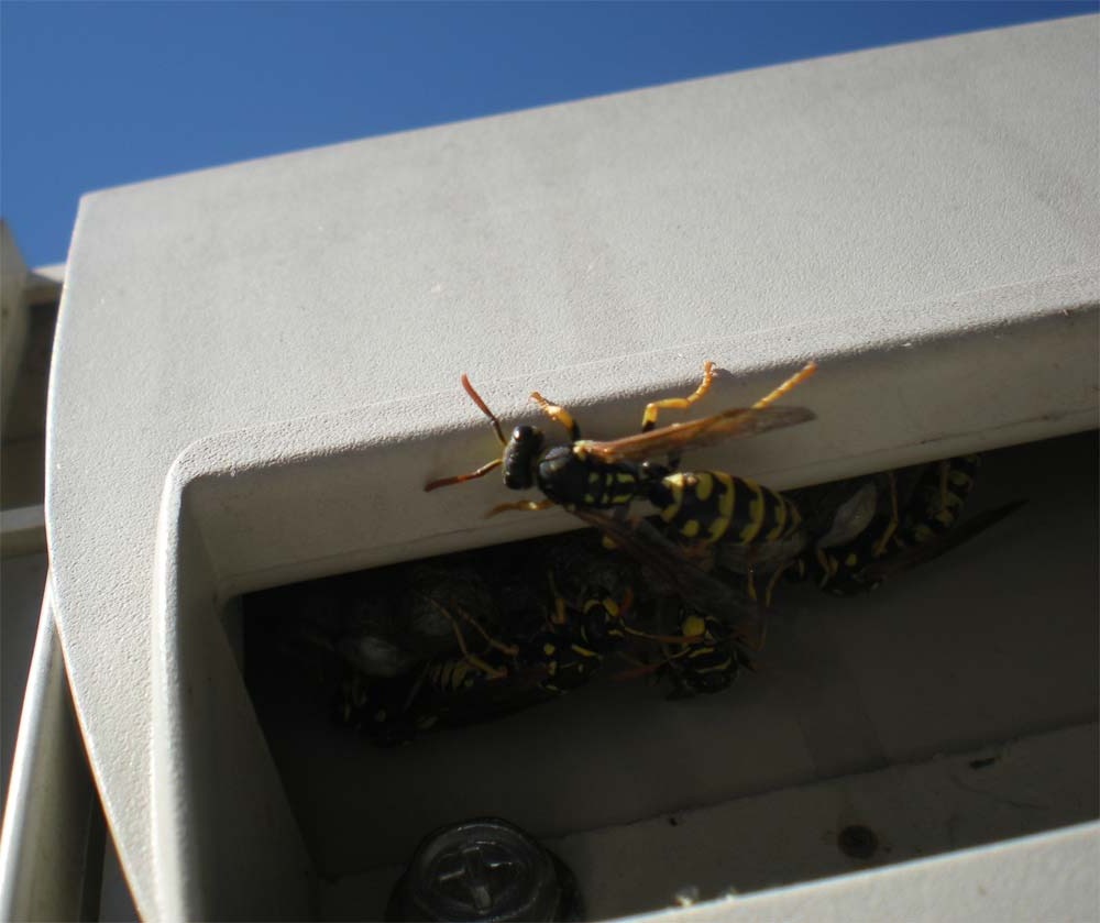 Is it dangerous to remove a hornet's nest from a blind?