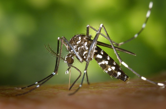 vita di una zanzara