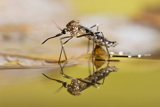 Mosquito común en agua