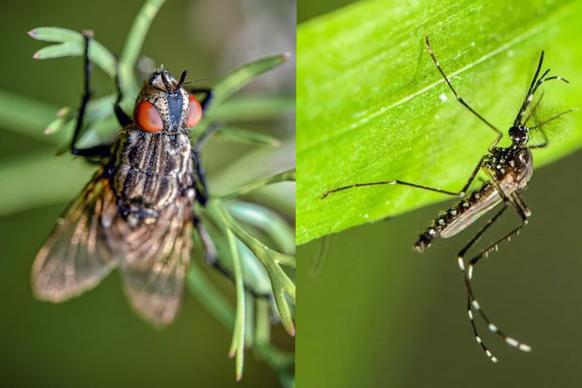 Moscas Y Mosquitos Diferencias Y Afinidades Sistemas24h 5236