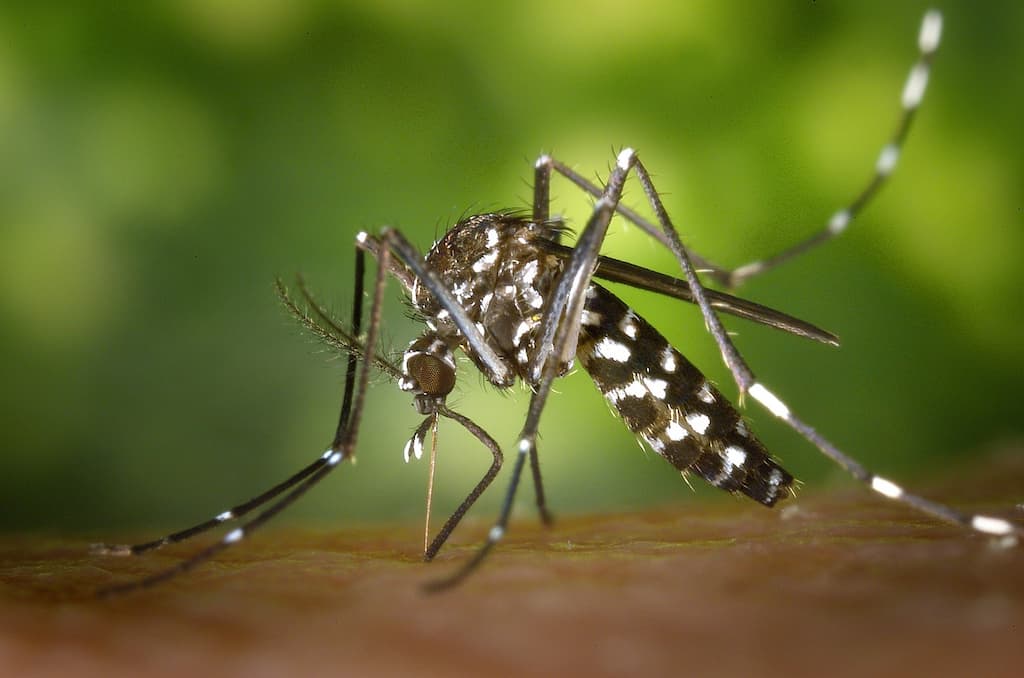 mosquito cor marcas blancas