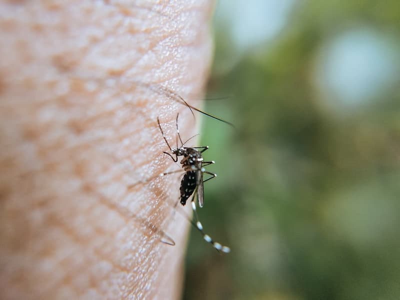 mosquitos pequeños en casa