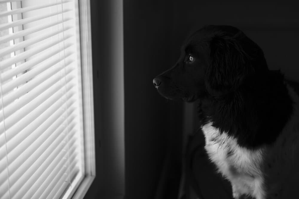 Perro mirando por ventana con persianas